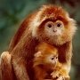 NY, Bronx Zoo - Monkey with baby